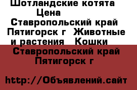 Шотландские котята › Цена ­ 1 000 - Ставропольский край, Пятигорск г. Животные и растения » Кошки   . Ставропольский край,Пятигорск г.